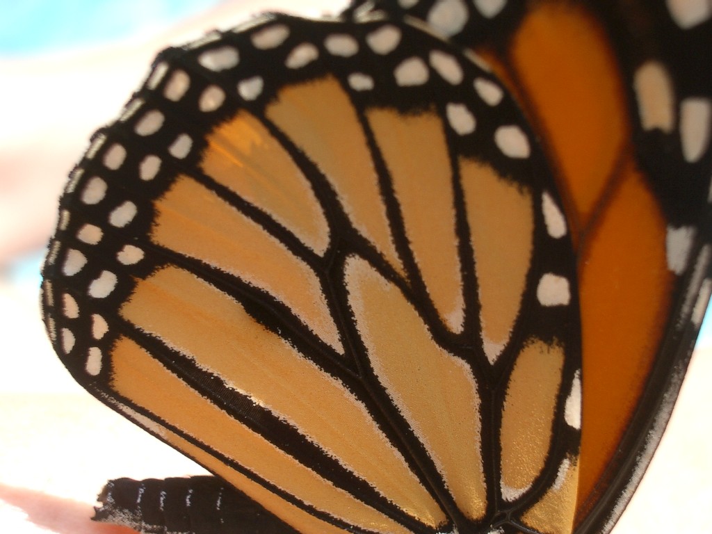 [Monarch+Butterfly+7+(50%).jpg]